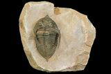 Bumpy Zlichovaspis Trilobite - Issoumour, Morocco #154285-1